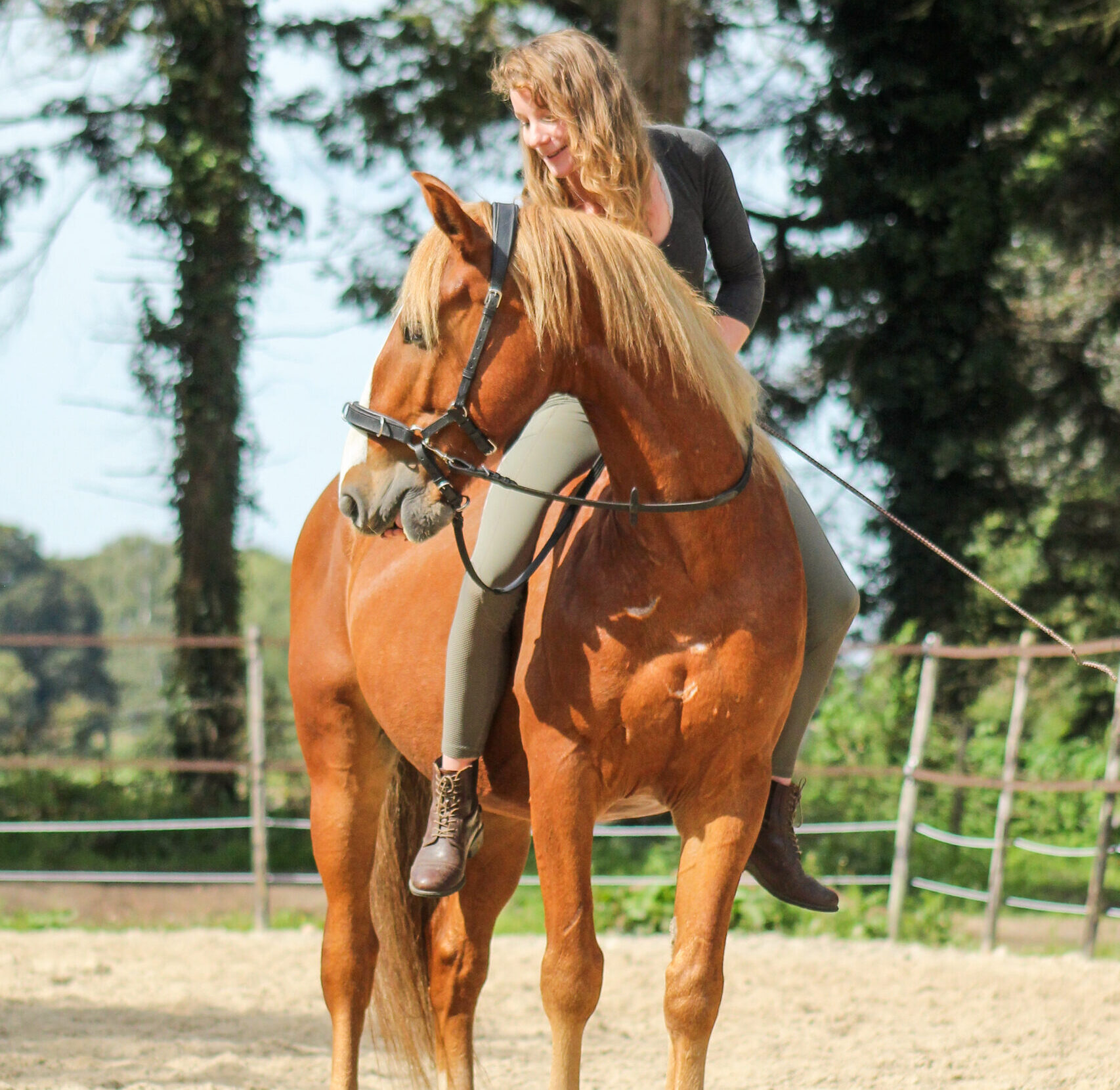 gebisslos reiten Pferdetraining positive Verstärkung