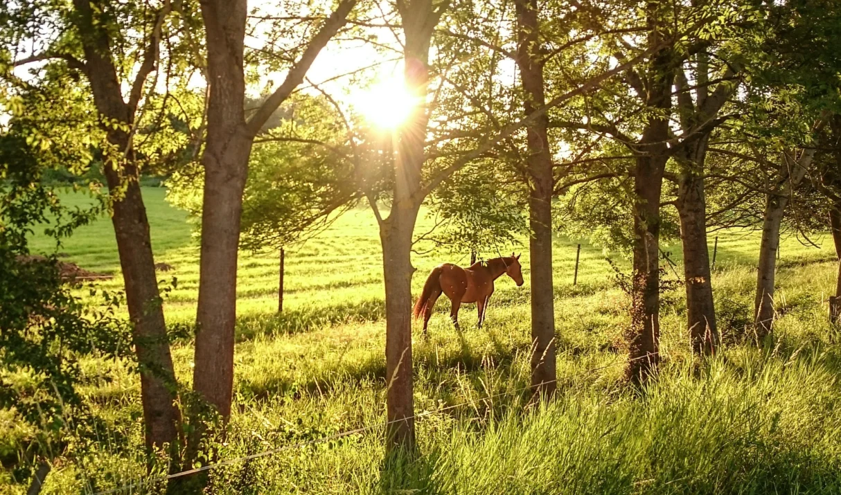 Choosing peaceful horse handling – for your horse and yourself