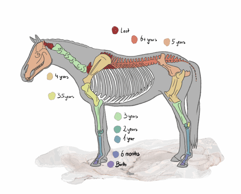 development of a horse skeleton