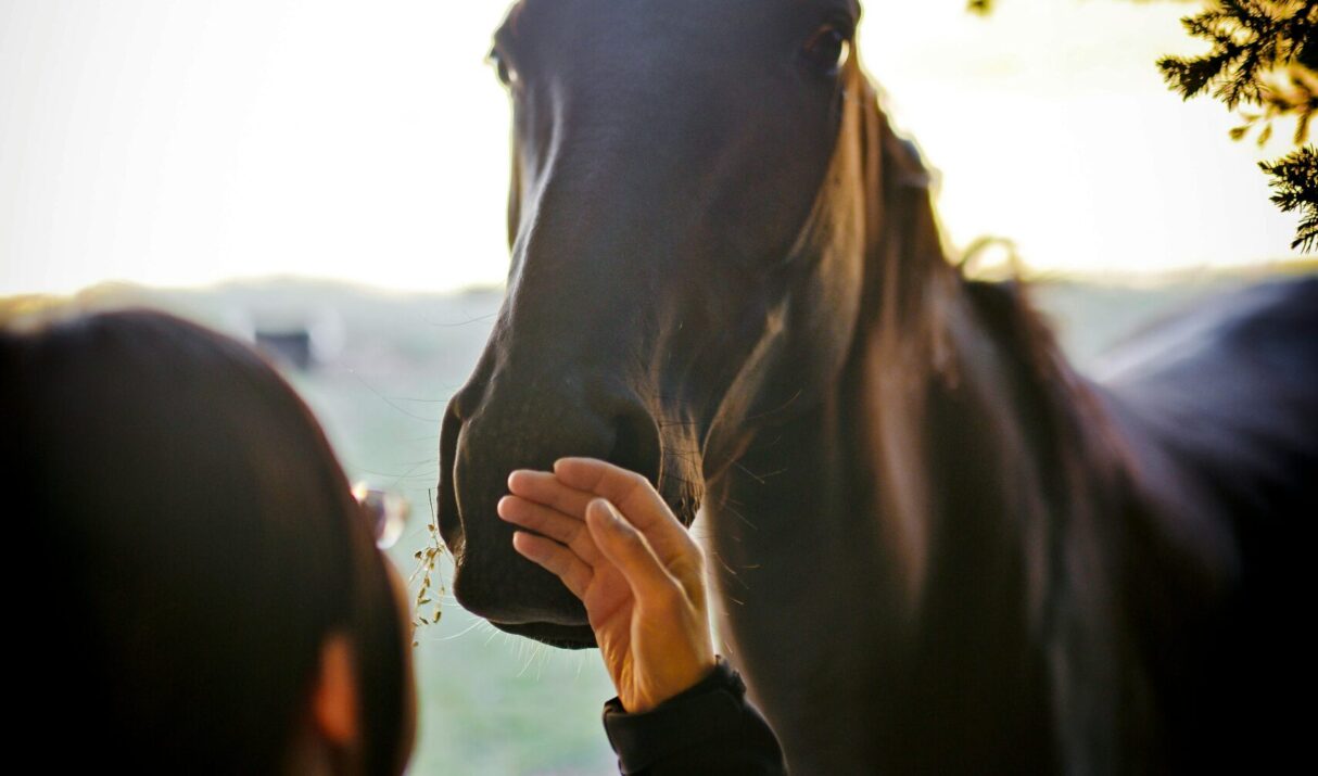 Why Ethics Matter in Horsemanship