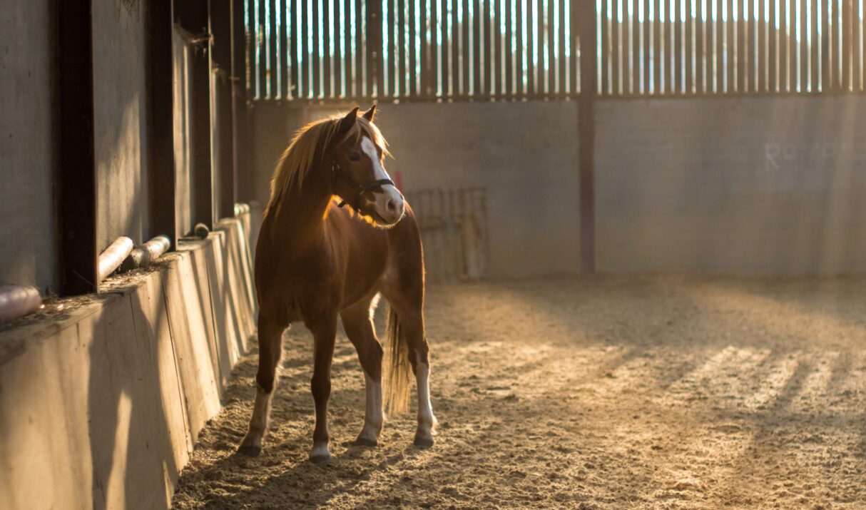 When your horse can’t be ridden – alternatives for riding