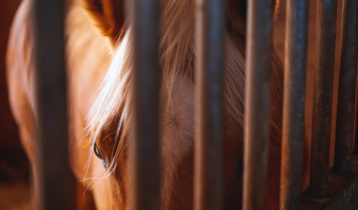 Uncovering Myths of the Horse World – Part 1