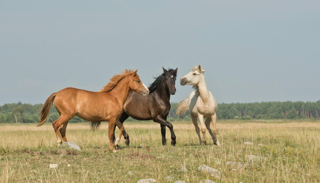 horse psychology