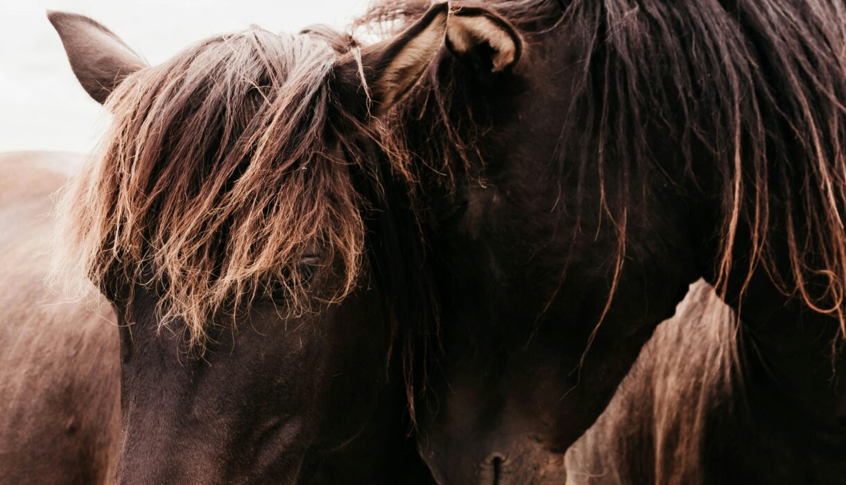 horse training softness cue