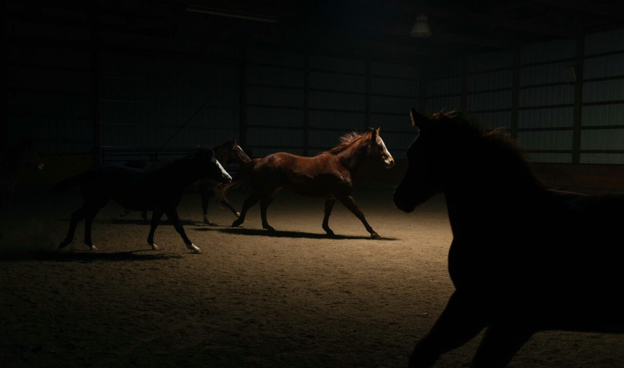 Flooding, Habituation and Learned Helplessness in Horses