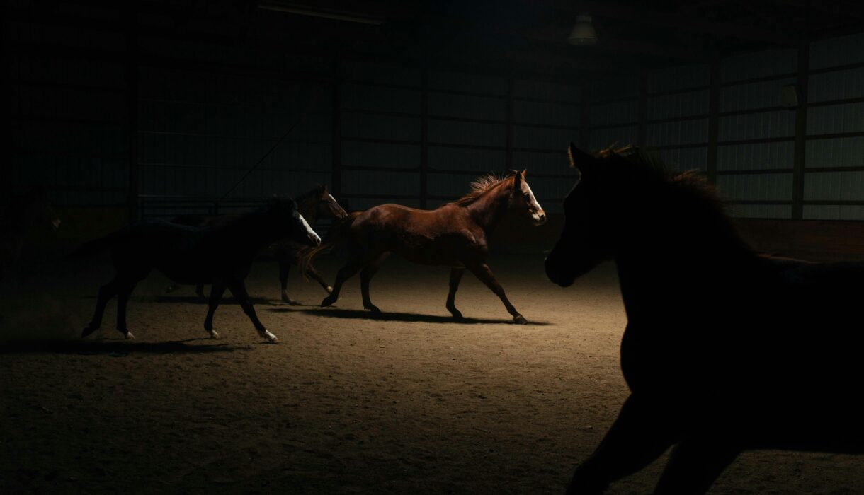 Flooding, Habituation and Learned Helplessness in Horses