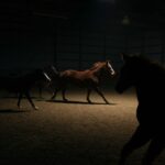 Flooding, Habituation and Learned Helplessness in Horses