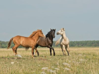 horse psychology